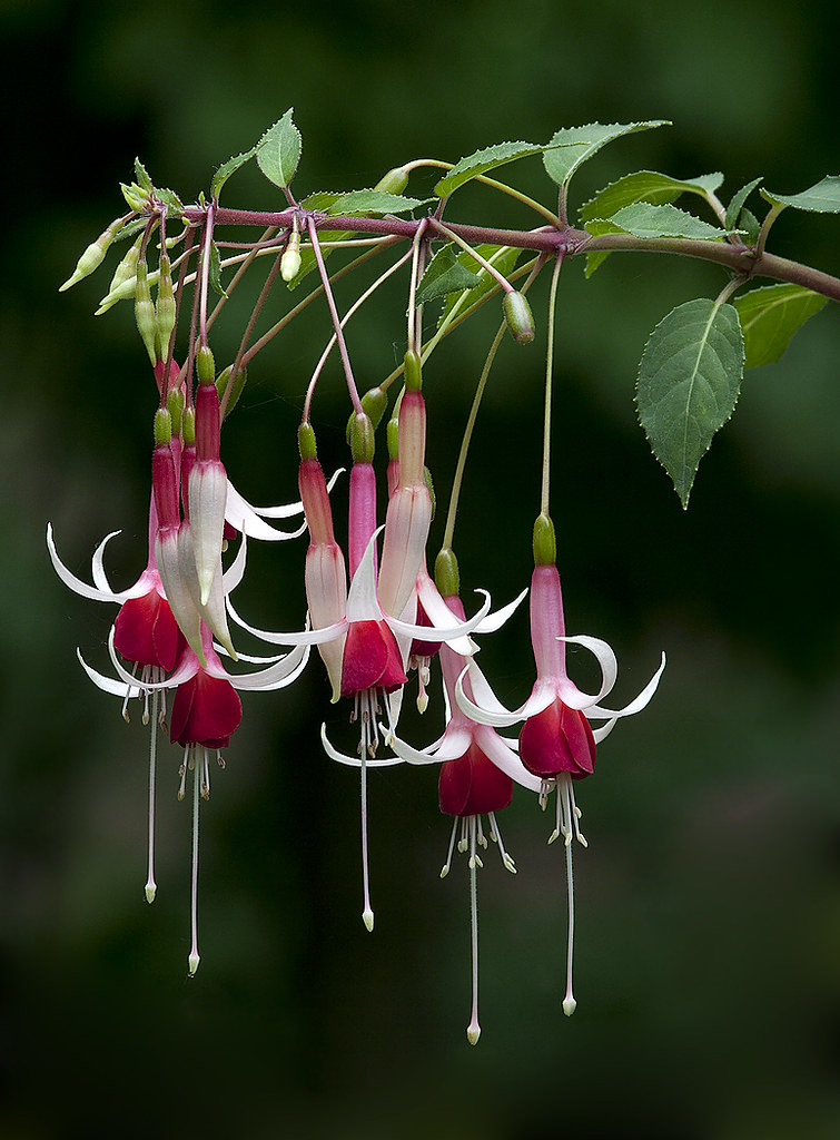 fuschia flowers | Yahoo!! - won the pictorial competition to… | Flickr