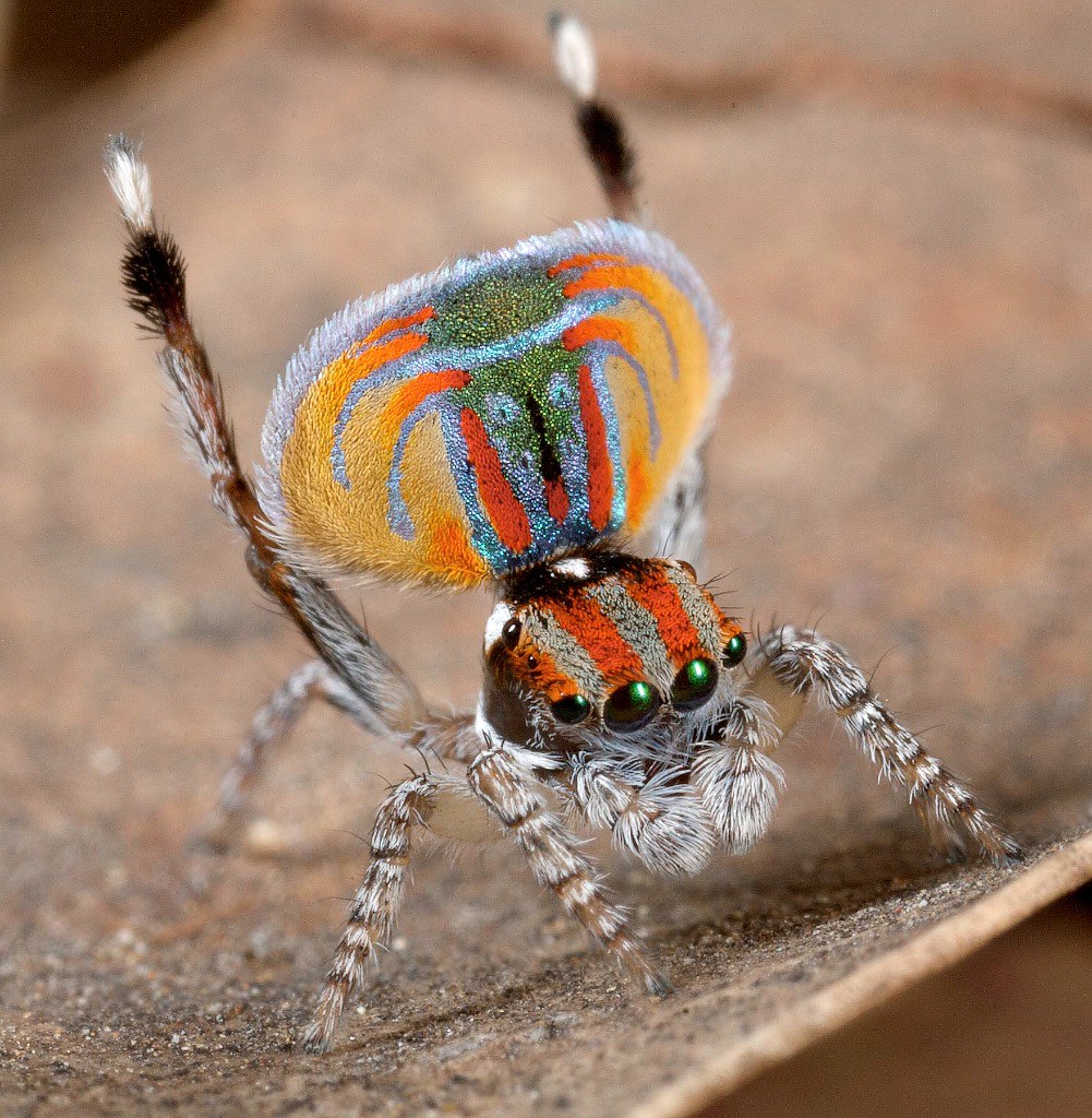 _MG_8255 (1) peacock spider Maratus volans | Male of Austral… | Flickr