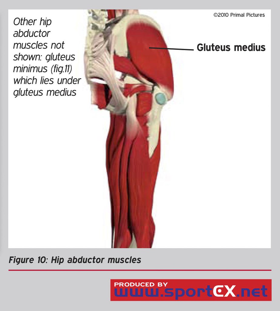 Hip Abductor Muscles SportEX Medicine 2011 47 Jan 7 11 SportEX Journals Flickr