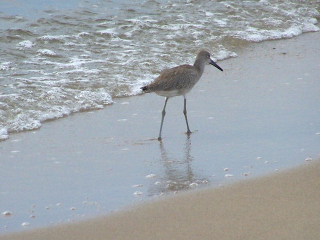 Searching for a meal along the shore at First Landing State Park, Virginia