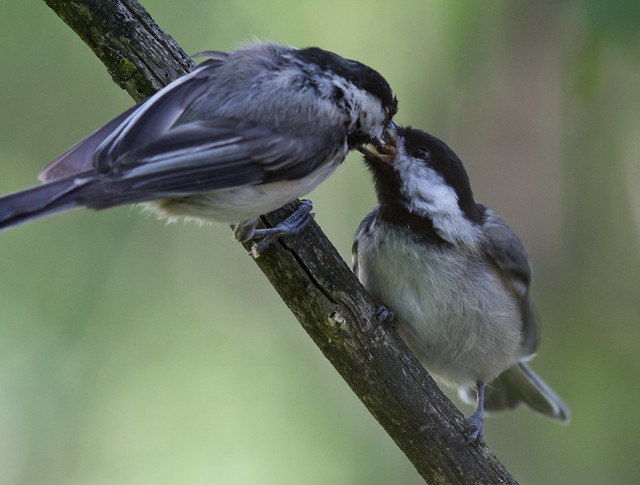 Chickadee parent and fledgling