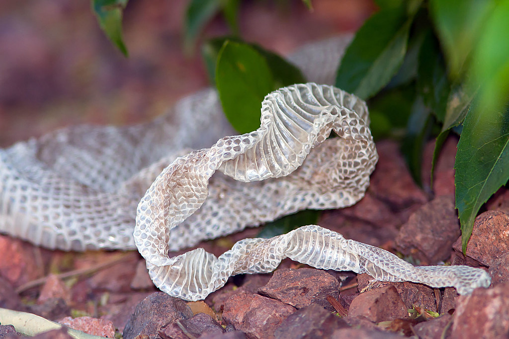 IMG_8381 Rattlesnake Skin | Half hidden by a bush, this 