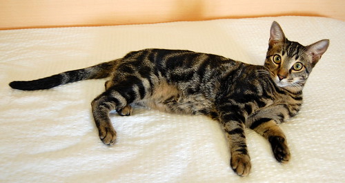 Alexis, precioso y mimoso gatito Caoba Tabby esterilizado, nacido en Marzo´16, en adopción. Valencia. ADOPTADO. 29518676664_2de51fa9e0