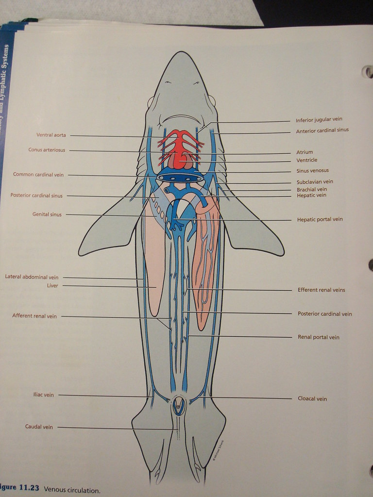 circulatory shark diagram | the second 351 page | Flickr