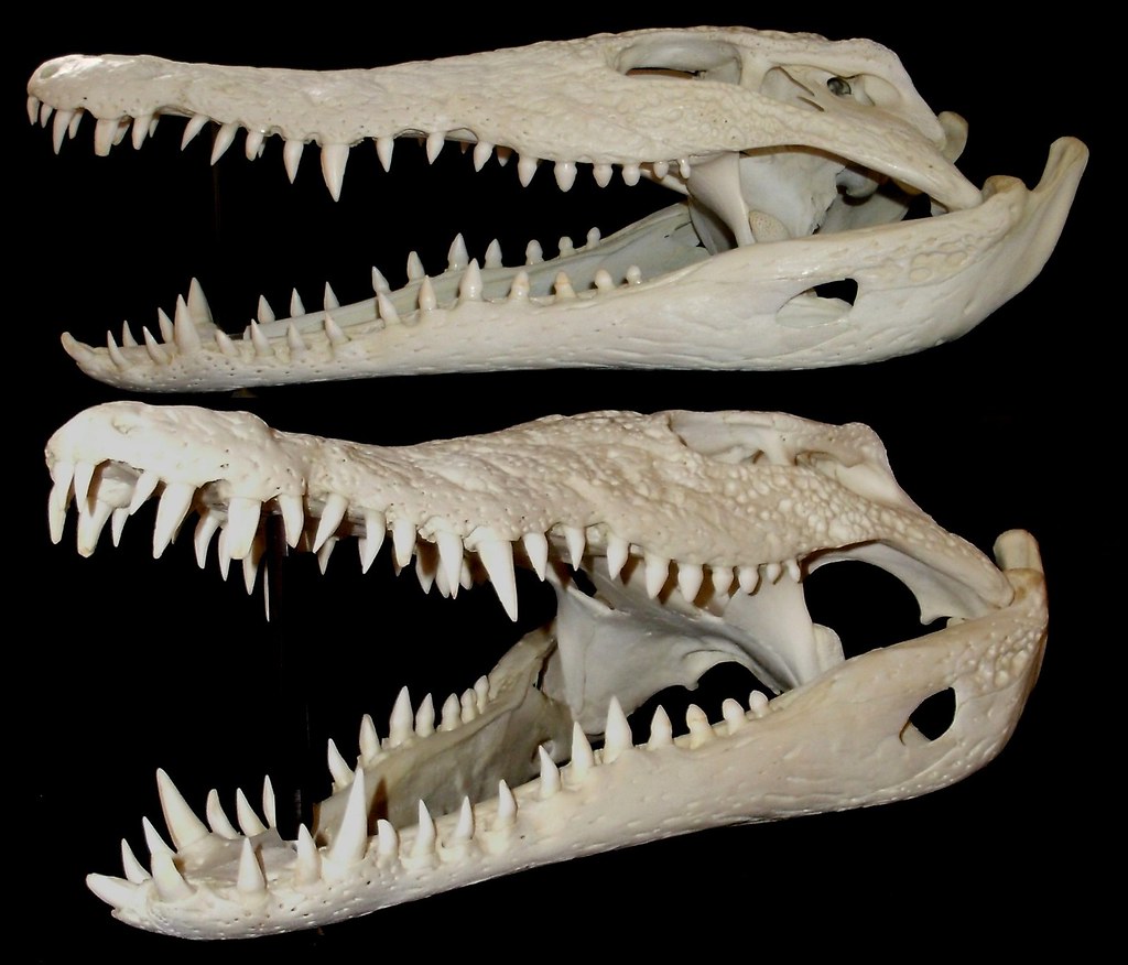 Отличия черепа ящерицы и собаки. Скелет нильского крокодила. Череп варана анатомия. Череп нильского крокодила. Челюсти крокодила анатомия.