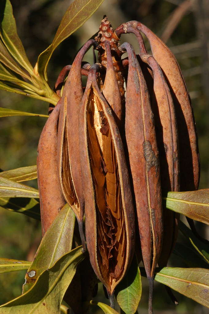 Waratah seeds | Telopea speciosissima DSC08250 | Ian Sutton | Flickr