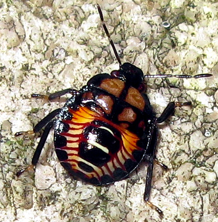 Punkie Insect Predatory Stink Bug (nymph) | Family: Pentatomidae. Subfamil… | Flickr