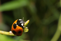Seven-spotted Ladybird (Coccinella septempunctata)