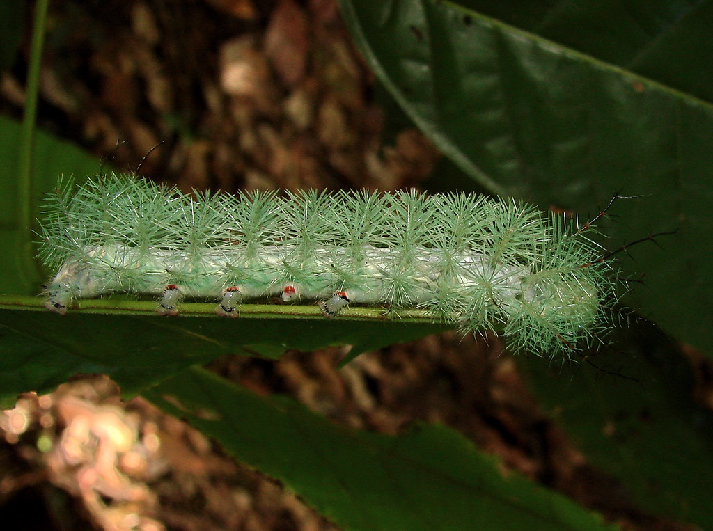 giant silkworm moth caterpillar (Lonomia sp?)--3rd of 3 