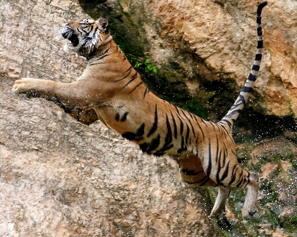 Jump tiger | Jump tiger | @Doug88888 | Flickr