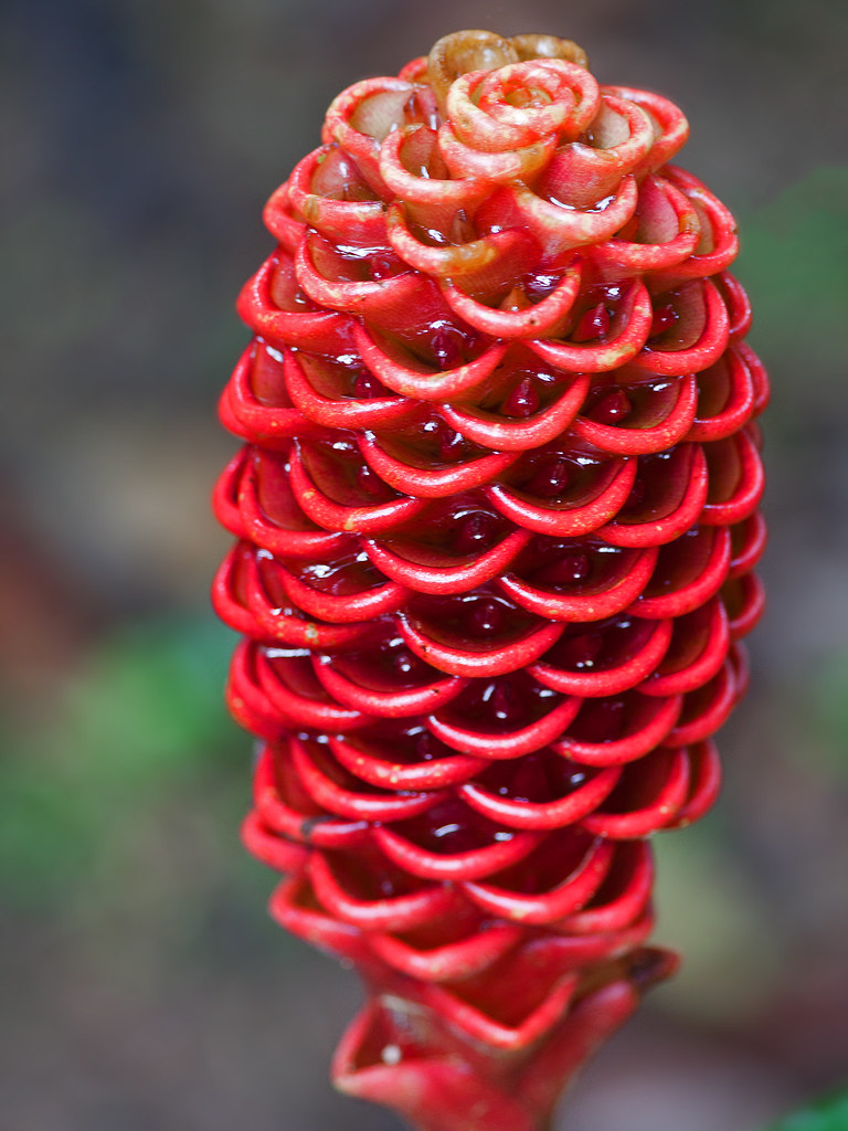 Shampoo Ginger | Shampoo Ginger, is a vigorous ginger with l… | Flickr