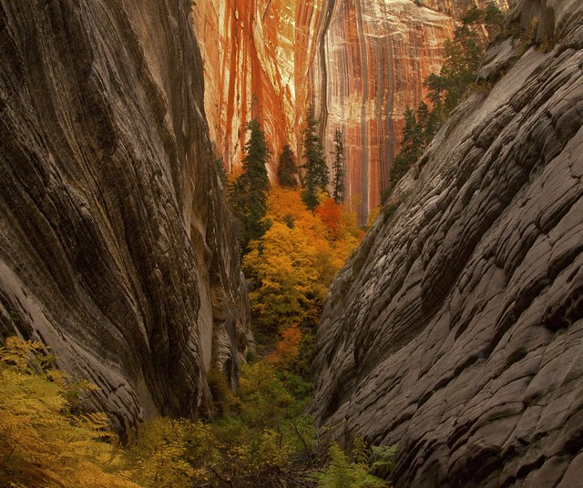 Fall in Zion National Park