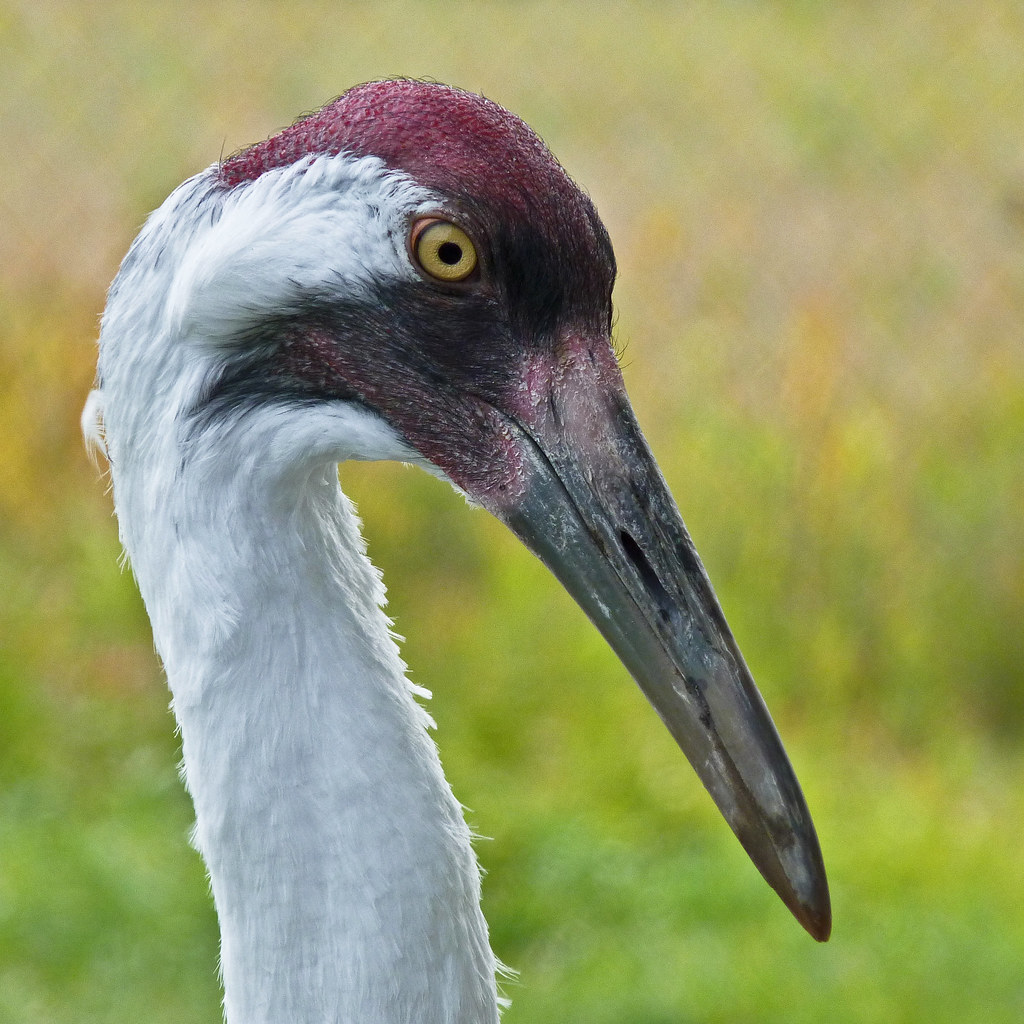 Whooping Crane | One of the Whooping Cranes at the Calgary Z… | Flickr