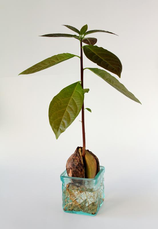 Avocado Plant From Seed | Avocado plant growing from seed (p… | Flickr