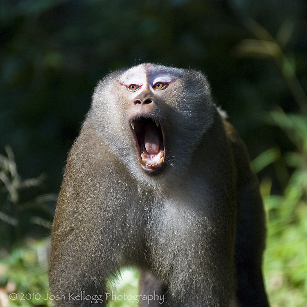 grrrrrr-growling-adult-male-pigtail-macaque-macaca-leon-flickr