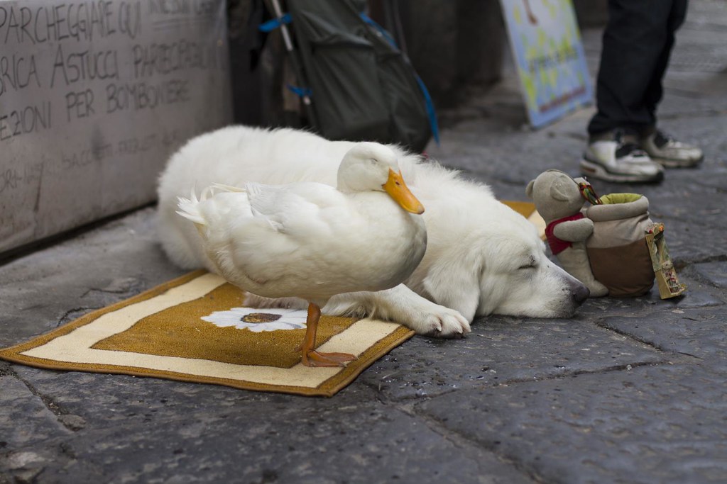 Naples021 | Dog and duck sleeping | Royal Olive | Flickr
