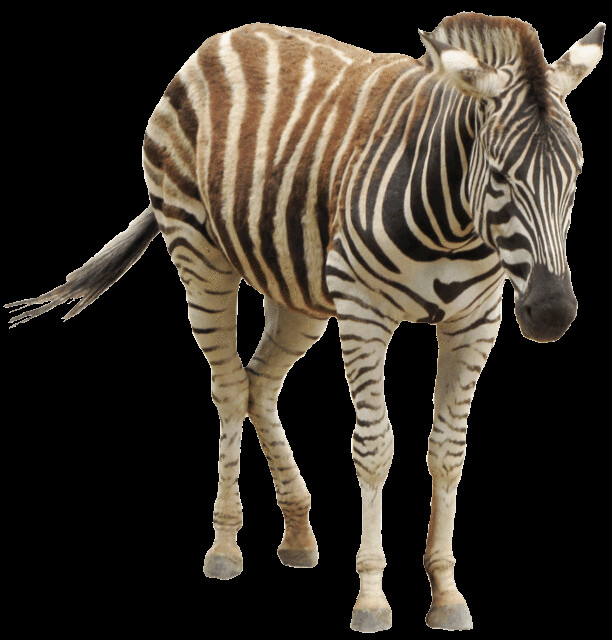 zebra animal clipart - photo #48