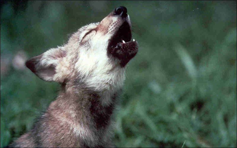 Mexican wolf pup howling | Photo: USFWS | U.S. Fish and Wildlife