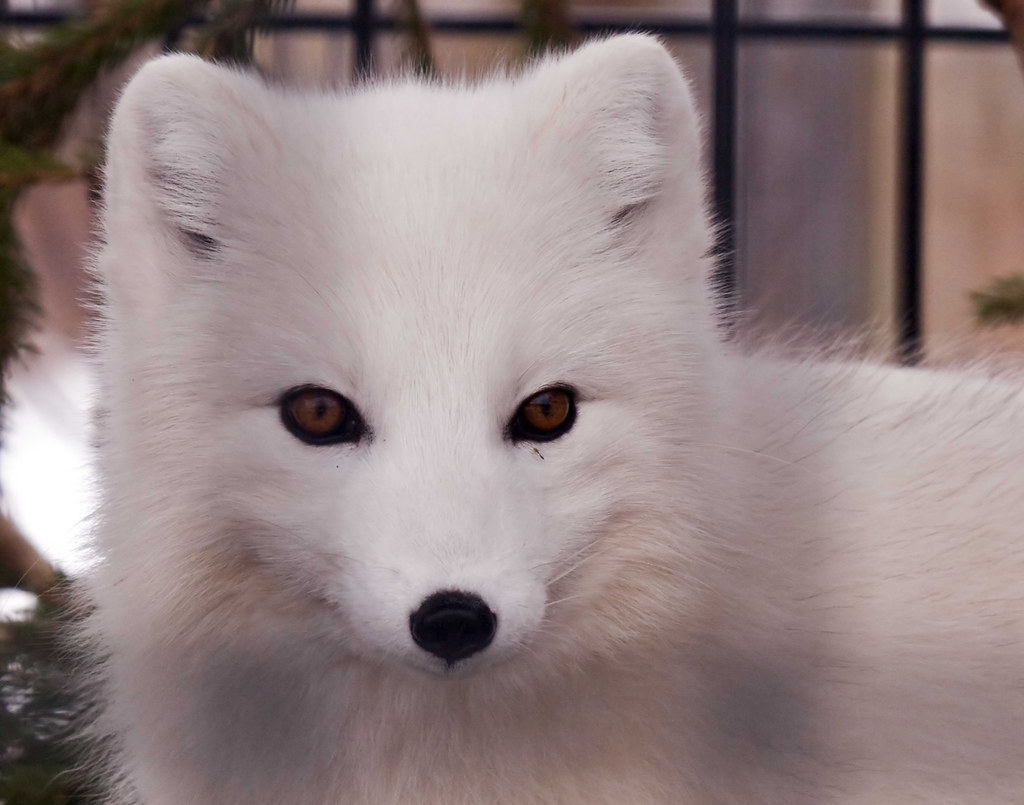 White Fox, Polar Fox or Snow Fox | The Arctic Fox lives in s… | Flickr