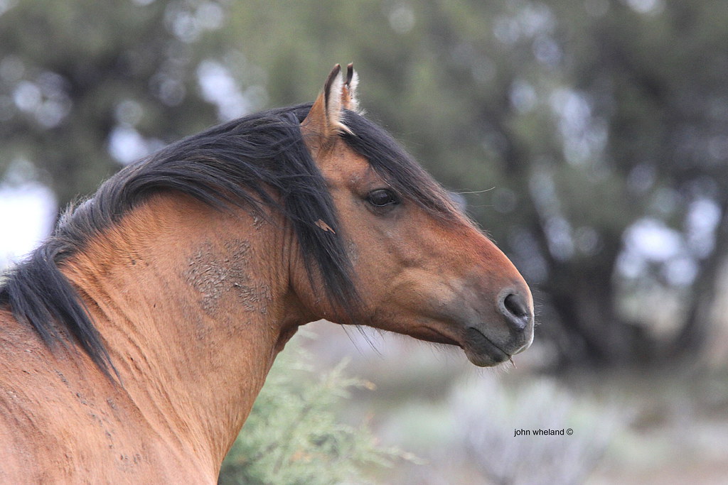 Kiger mustang | Kiger mustang, Beautiful horses, Horse breeds