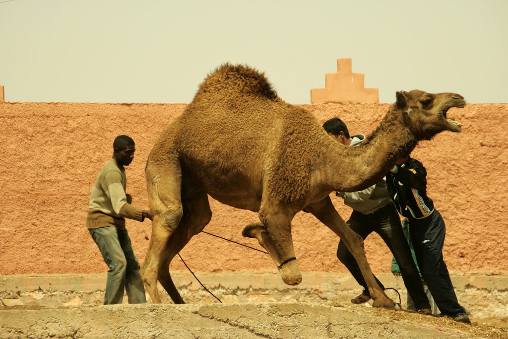 Venda d'un camell 1