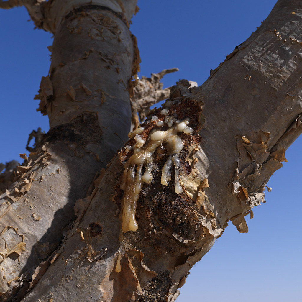 Frankincense tree in Wadi Dawkah - Oman | The Frankincense R… | Flickr