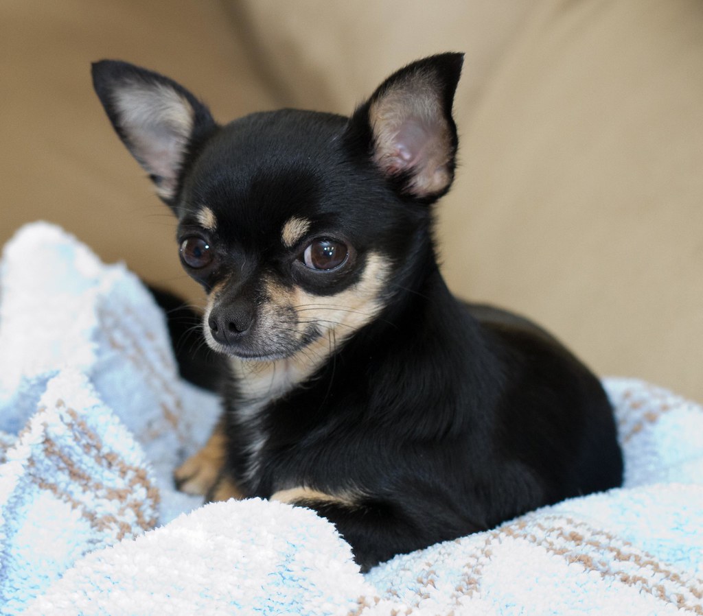 Buddy the Chihuahua | my 3 year old chihuahua posing for a p… | Jean G ...