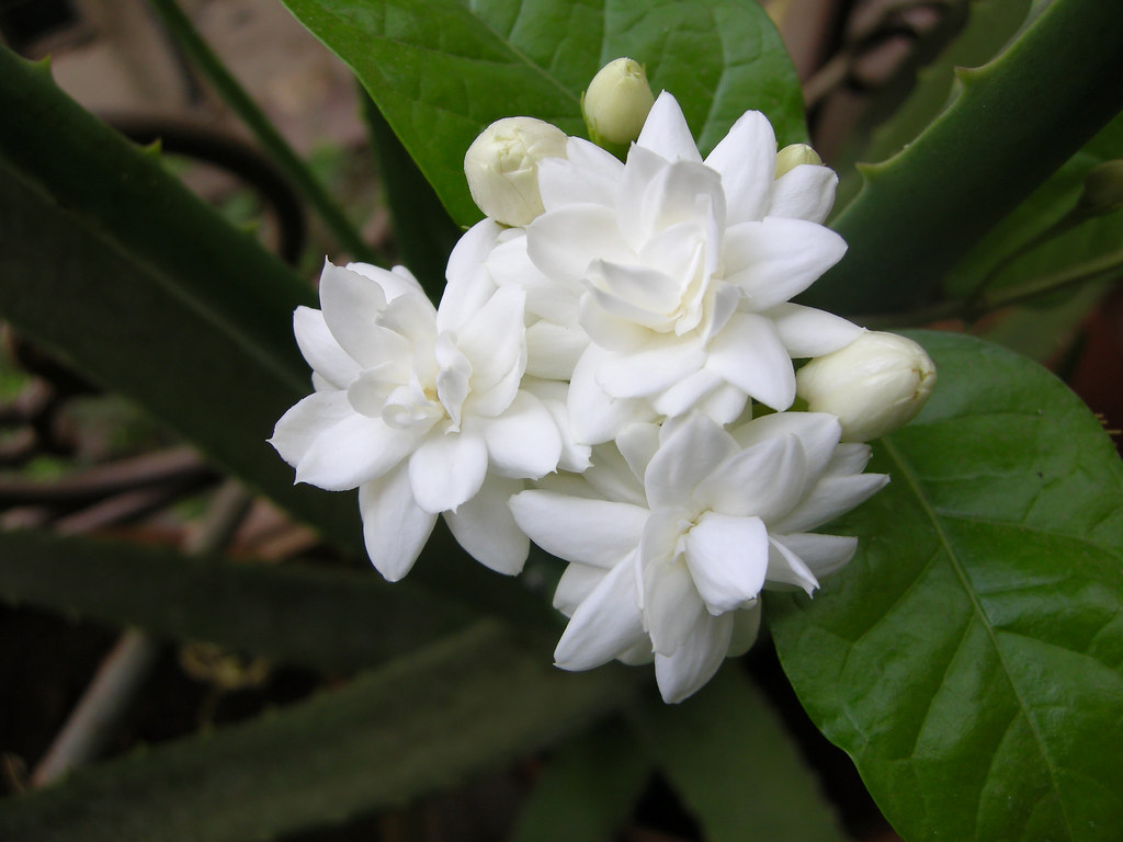 Mogara - Jasmine Nine | Common name: Arabian Jasmine 'Belle … | Flickr