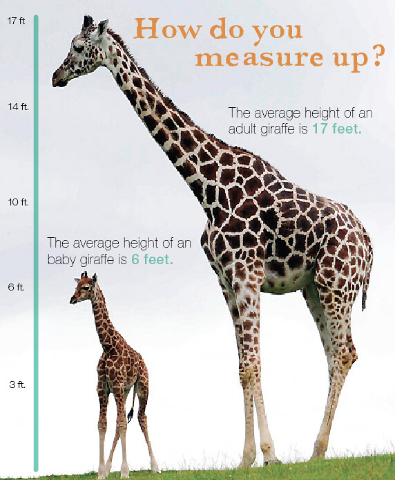 giraffe height panel | people can stand against it to ...