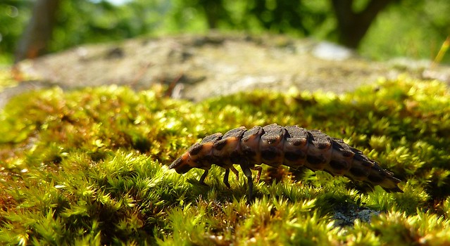 Image of a larval firefly hunting on moss