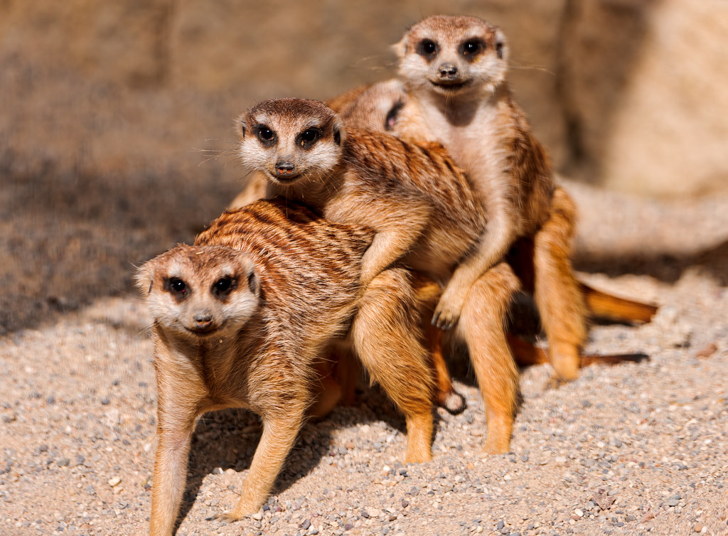Meerkat Threesome  There Is Not Much To Say About This -5794