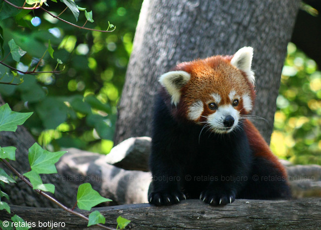 panda rojo | Flickr - Photo Sharing!