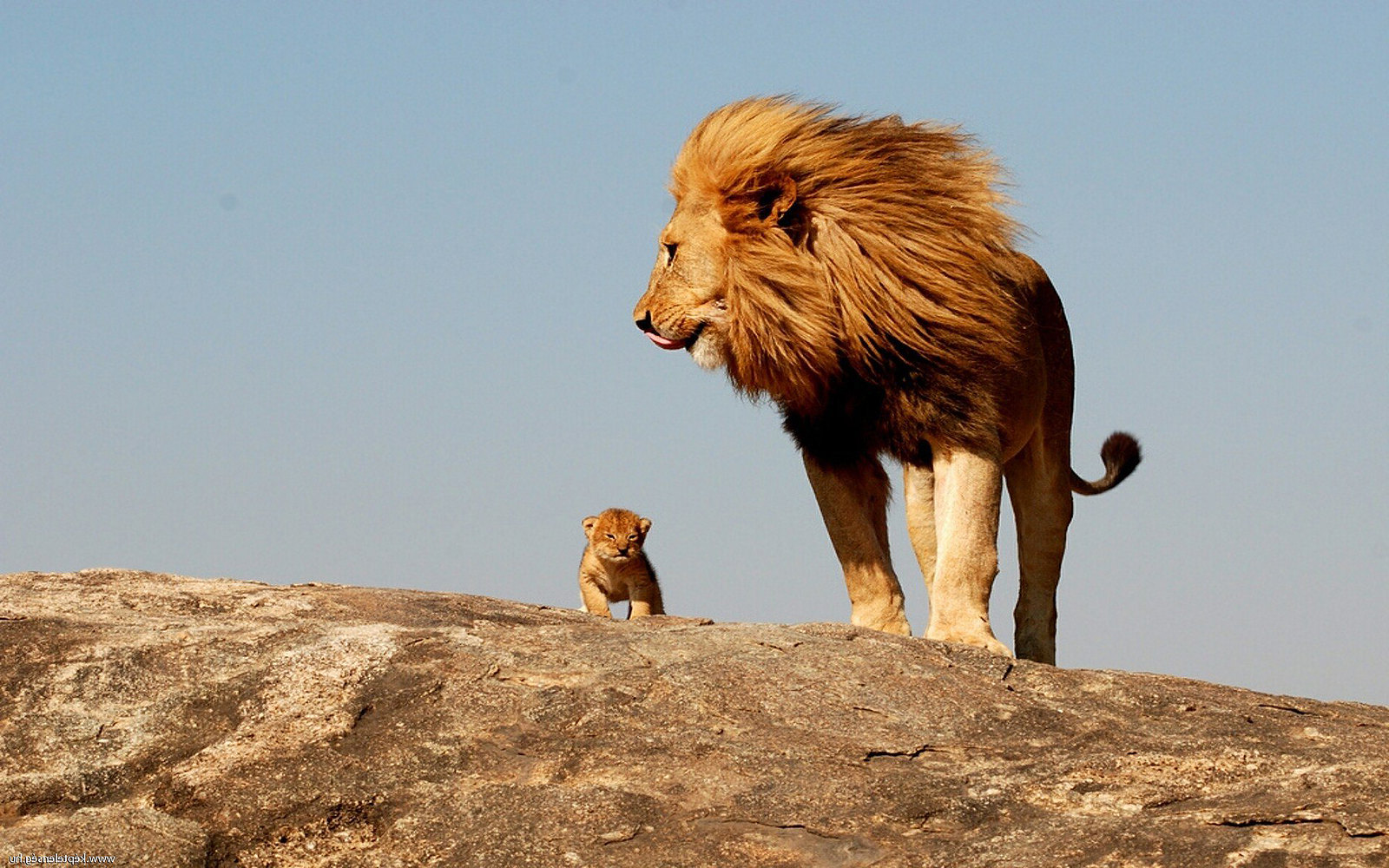 male-lion-with-cub