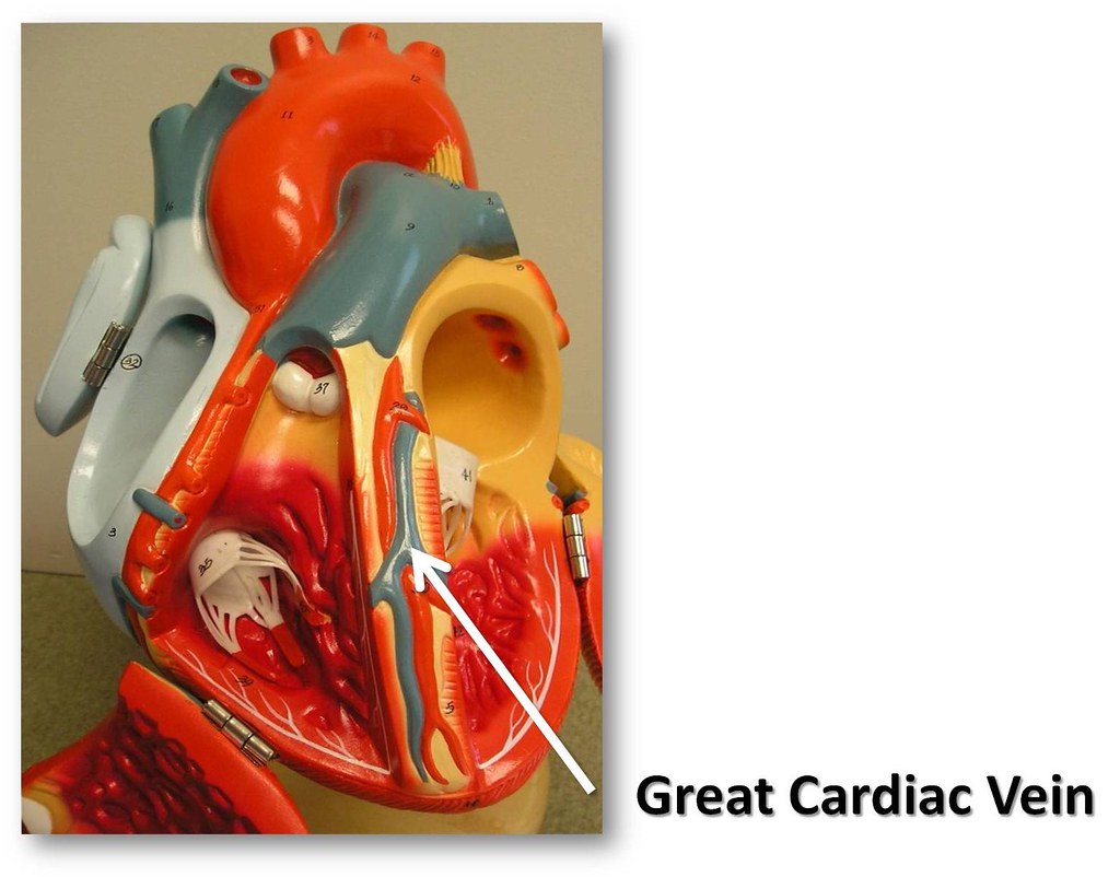 Great cardiac vein - The Anatomy of the Heart Visual Atlas… | Flickr