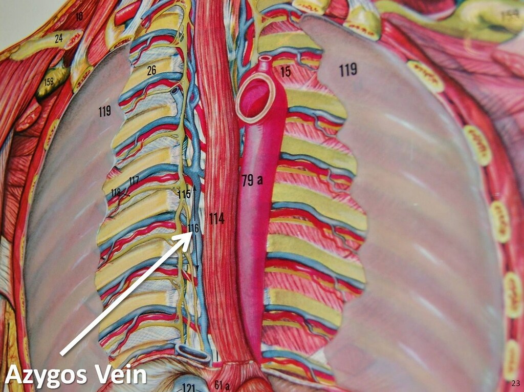 Azygos vein - The Anatomy of the Veins Visual Guide, page … | Flickr