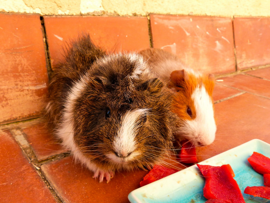 Koko \u0026 Twinkie | My mom\u0026#39;s guinea pigs are doing great! Twink\u2026 | Flickr