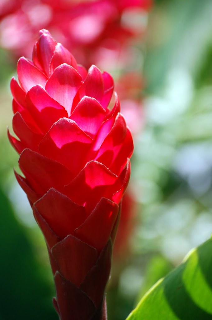 Honduran Ginger | Flower of Red Ginger Plant Gumbalimba Park… | Flickr