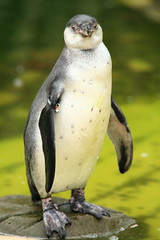 South American Penguin, Twycross Zoo, Atherstone, England