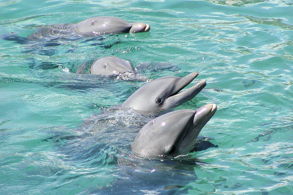 xcaret dolphins