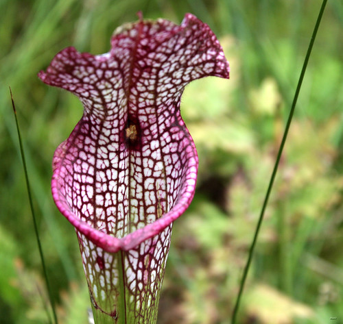 Pitcher Flower | Flickr - Photo Sharing!