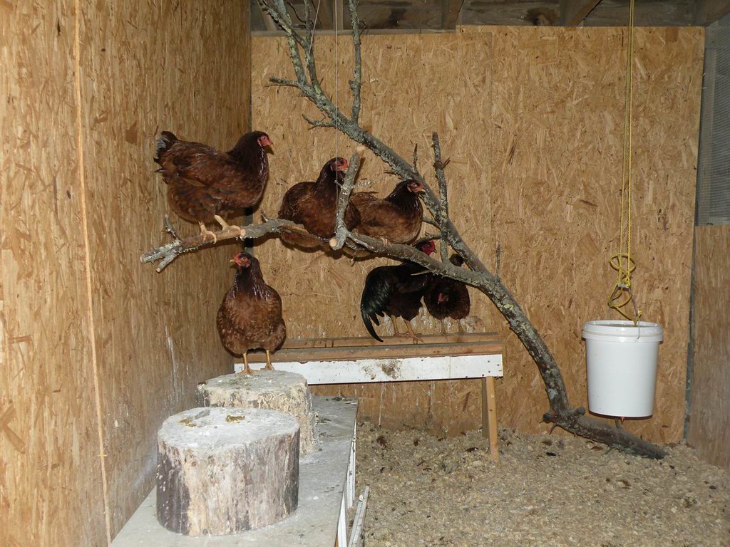Chickens Roosting | The chickens enjoying their roost ...