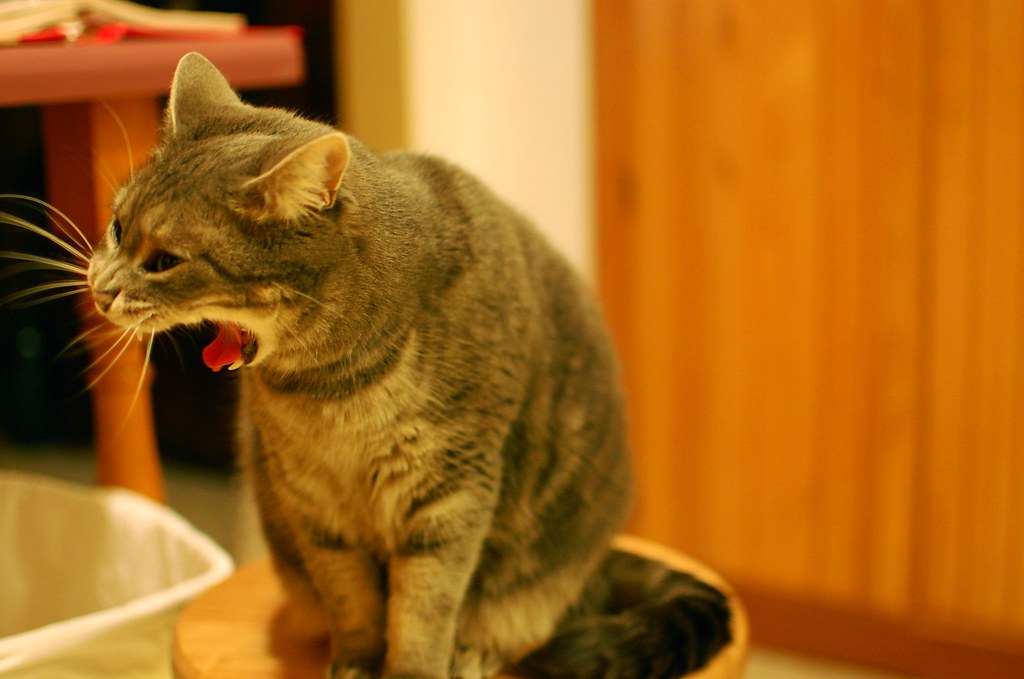 Cat Vomit Bile Not Eating toxoplasmosis