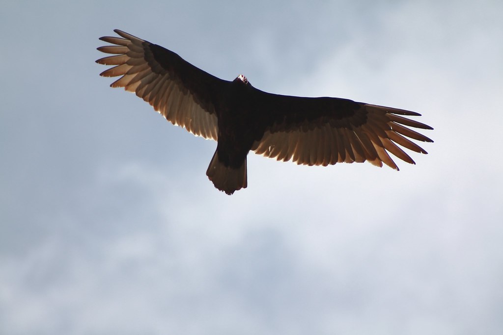 Turkey Vulture | Circling the neighborhood. I was outside pl… | Flickr