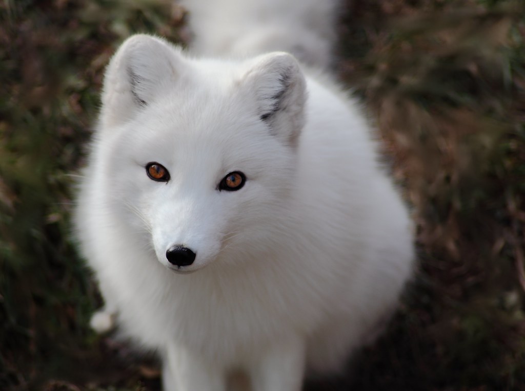 Arctic Fox - Must Be Winter | © Brian Callahan 2011 All… | Flickr