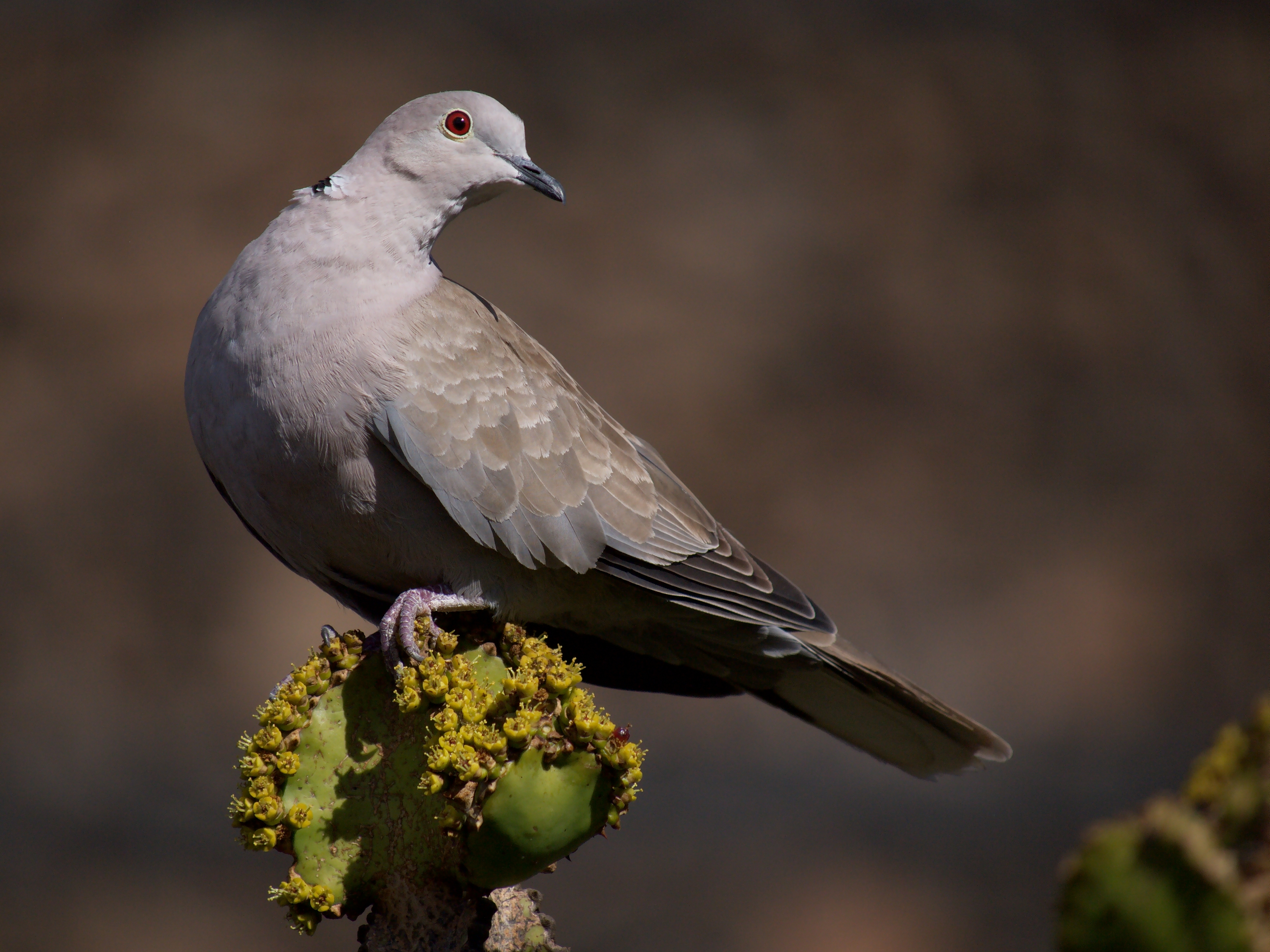 "Eurasian Collared Dove (Streptopelia decaoto)