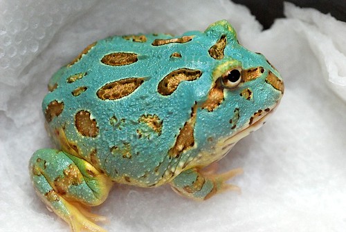 pacman frog tadpoles