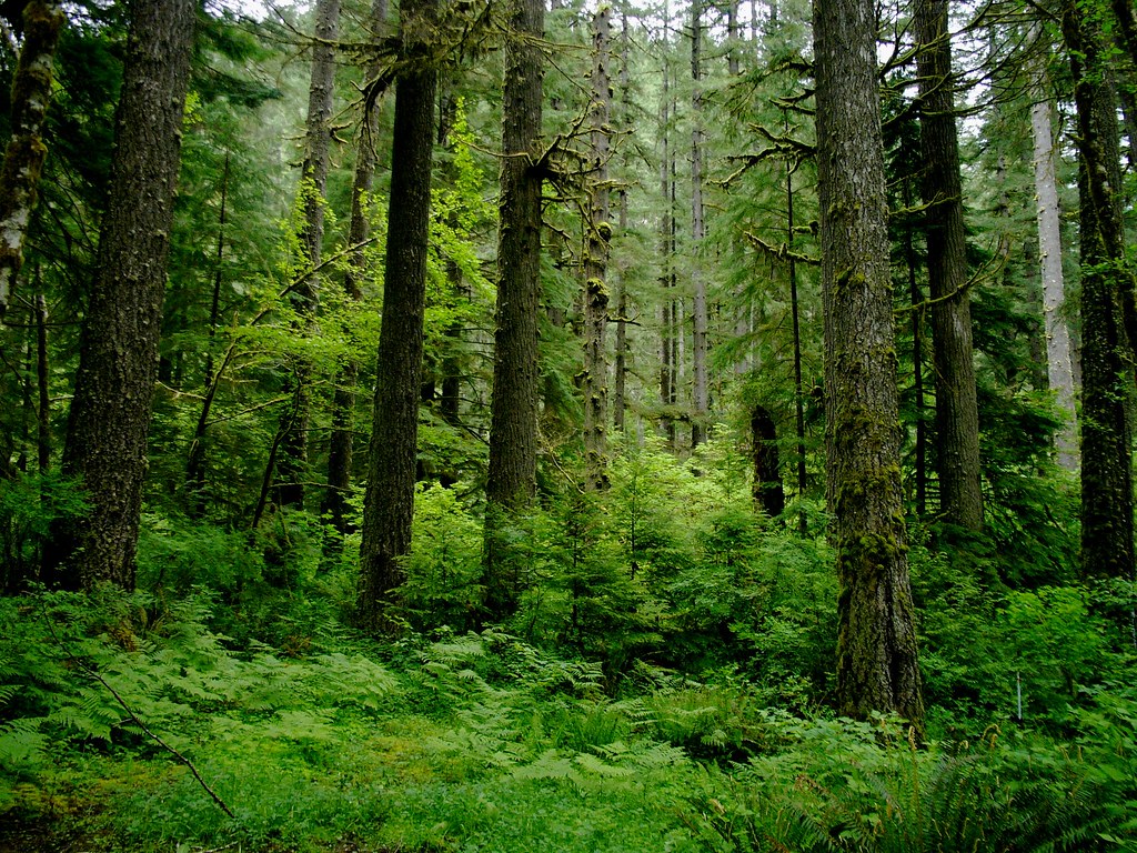 slow-coastal-temperate-rainforest-coastal-temperate-rain-flickr