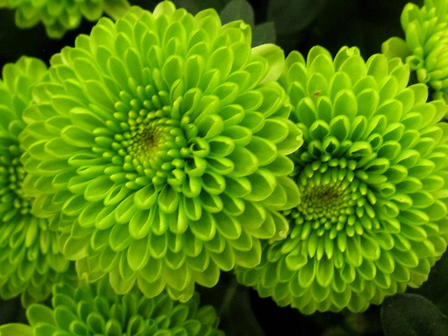 All GreenChrysanthemum Flowers Flickr Photo Sharing!