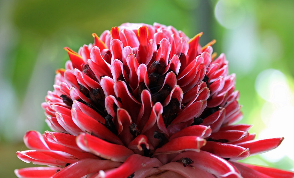 Red Torch Ginger | On the grounds at Rancho Pacifico. Check … | Flickr