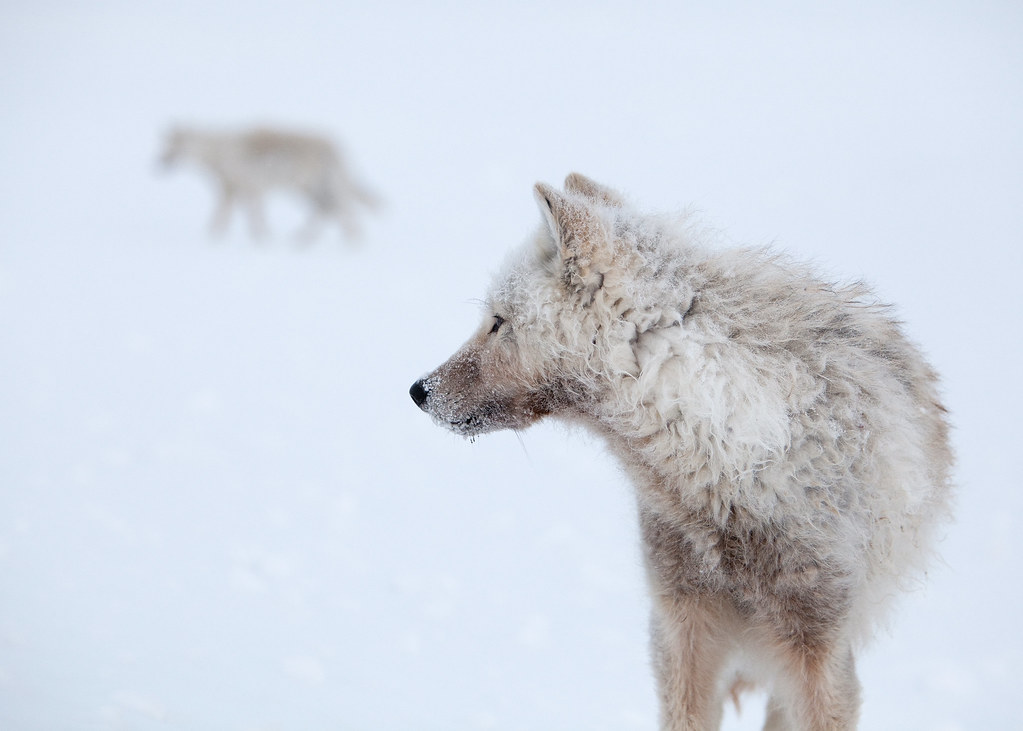 Pack Teamwork | Arctic Wolf Ellesmere Island, Nunavut, Canad… | Flickr